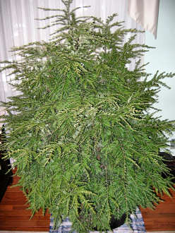 Canadian Hemlock Christmas Tree.