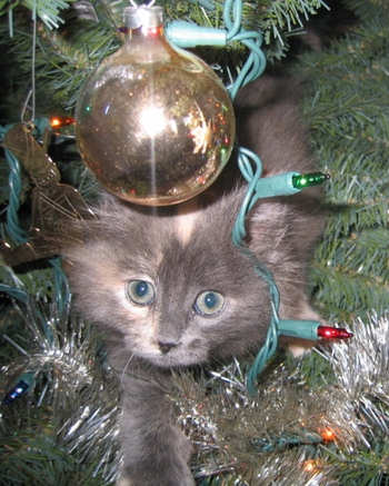 A cat hiding in the Christmas tree.