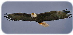 Eagle Flying.