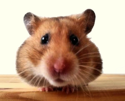 Cute hamster with a red nose.