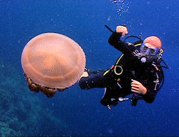 Diver encounters a jellyfish underwater.