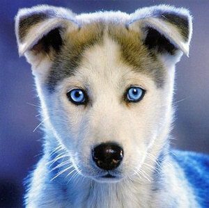 Cute Siberian Husky puppy with pretty blue eyes.