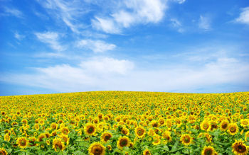 Spring explosion of Sunflowers all over the hills under a blue sky with fluffy clouds.