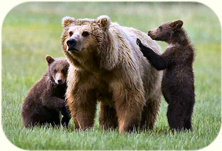Mother Bear and Cubs.