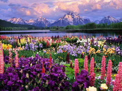 Beautiful flowers, lake, and snow covered mountains.