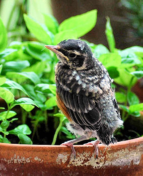 Bird on flower pot.