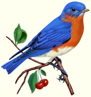 Bluebird on a branch.