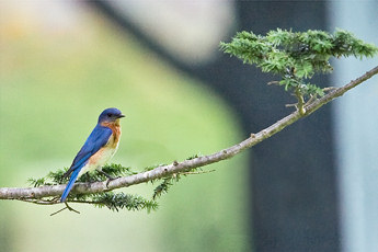 Bluebird.