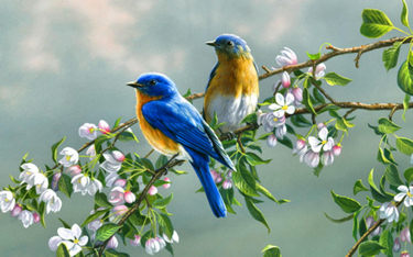Pair of blue birds pirched on a flowering spring tree.