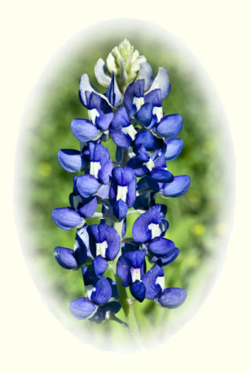 Beautiful Blue Bonnet flower, in full bloom.