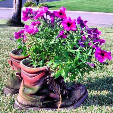 Old work boots with beautiful flowers growing in them.