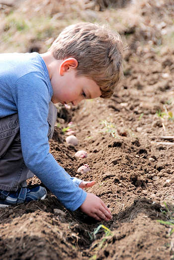 Young boy planting potatoes.