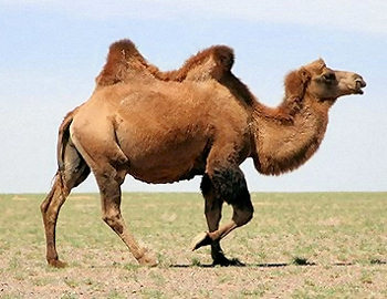 Two hump camel in the desert.