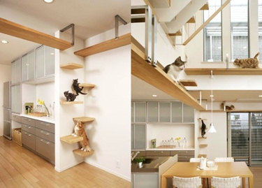 Cat pirches and 'cat walks' on the walls of multi-story house.