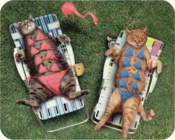 Two Cats Sunbathing