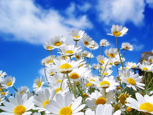 Daisies, blue sky, puffy clouds.