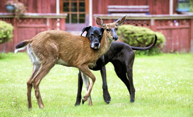Deer and a dog enjoying each others company in the backyard.