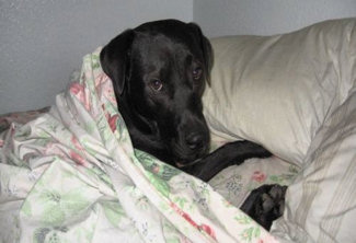 Black dog in bed, under the covers, with a sheepish look on her face.