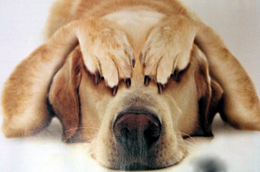 Dog comvering its ears and eyes with his paws.