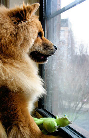 Dog looking out the window at the storm.
