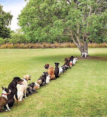 A line of 15 dogs waiting to use a tree.