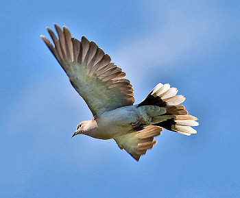 Dove in flight.