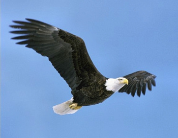 Eagle in flying.