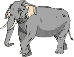 Elephant.