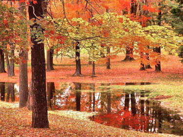 Beautiful Fall colored leaves on the trees and ground, with a little stream to carry the leaves along.