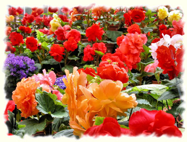Flower garden.</p>
<!---HIDE-ME--->

<div class=