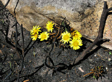 Beautiful yellow flowers spring-up from the ashes after a fire.