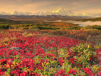 Pretty red wild flowers with snow capped mountains in the background.