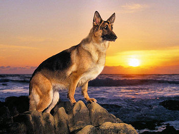 German Shepherd dog on a hill at sunset.