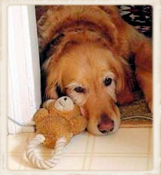 Golden with one of his toys.