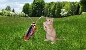 Giant Texas insect during a stand-up battle with a cat.