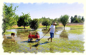 Man, kids and dog, in a irrigated (flooded) yard.