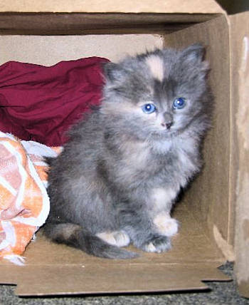A cute young gray kitten sitting a box with some towels.