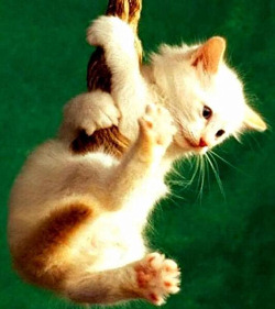 Cute kitten hanging on a rope.