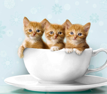 Three cute tabby kittens in a white cup.