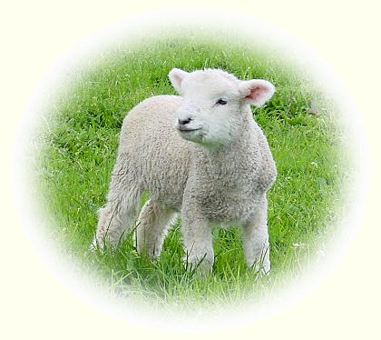 White baby lamb in a field of green grass.