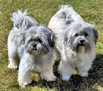 Two Lhasa Apso dogs.