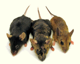 Three big and tough looking mice.'