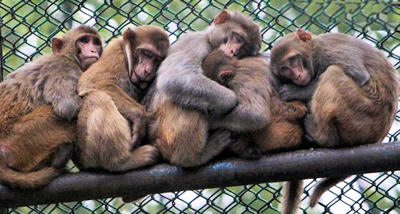 Five monkeys sitting on a horizontal pole in a cage.
