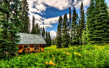 A rustic mountain cabin in a field of beautiful tall pine trees and yellow flowers.