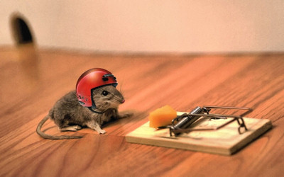 Picture of a mouse wearing a helmet, so he can get the cheese from the mousetrap without getting killed.