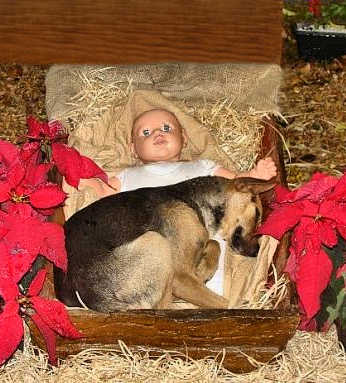 Dog curled up with the baby Jesus.