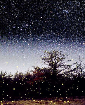Fireflies at night.