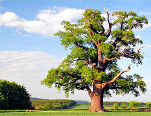 Sturdy Oak Tree.
