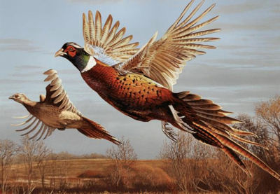 Roast and hen pheasants in flight over a field.
