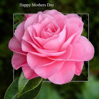 Beautiful pink rose, with a 'Happy Mothers Day' message.